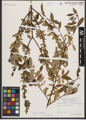 Foto von Salix triandra subsp. amygdalina (L.) Schübl. & G. Martens